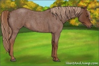 Horse Color:Red Roan 