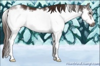 Horse Color:White Spotted Liver Chestnut Splash Frame 