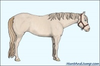 Horse Color:Perlino Sabino  Brindle