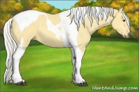 Horse Color:Silver Buckskin Dun Tobiano