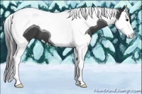 Horse Color:Smoky Black Splash Tobiano