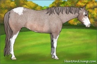 Horse Color:Bay Sabino Appaloosa Rabicano