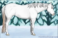 Horse Color:White Spotted Buckskin Tobiano Appaloosa