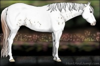 Horse Color:Classic Champagne Sabino Splash Tobiano Appaloosa 