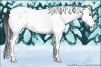 Horse Color:White Spotted Bay Ice Splash Tobiano Rabicano 