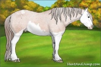 Horse Color:Bay Sabino Splash Appaloosa 