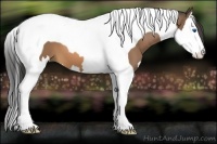 Horse Color:Buckskin Splash Tobiano 