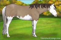 Horse Color:Classic Champagne Sabino Splash