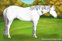Horse Color:Classic Champagne Splash Tobiano 