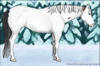 Horse Color:Plaid  Bay Sabino Splash Tobiano 