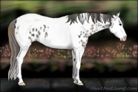 Horse Color:Plaid  Black Ice Splash Tobiano Appaloosa 
