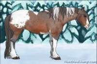Horse Color:Bay Splash Tobiano Appaloosa