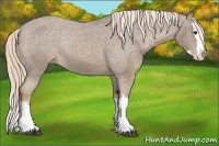 Horse Color:Chocolate Palomino Sabino Splash Appaloosa Rabicano