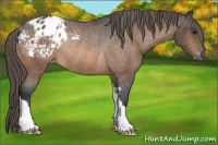 Horse Color:Buckskin Appaloosa Rabicano 