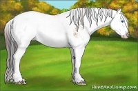 Horse Color:Plaid Bay Sabino Splash Appaloosa