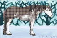 Horse Color:Plaid  Smoky Black Sabino 