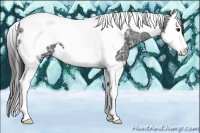 Horse Color:Black Ice Splash Tobiano Appaloosa 