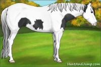 Horse Color:Black Splash Tobiano