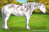 Horse Color:Bay Sabino 