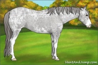 Horse Color:Black Ice Sabino Appaloosa 