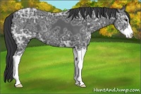 Horse Color:Black Ice Sabino