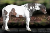 Horse Color:Brown Tobiano Appaloosa Rabicano 
