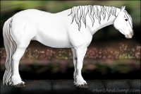 Horse Color:Black Splash Tobiano Varnish Rabicano 
