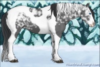 Horse Color:Black Ice Splash Tobiano 