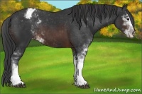 Horse Color:Brown Sabino Appaloosa 