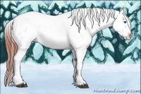 Horse Color:Bay Splash Tobiano Appaloosa