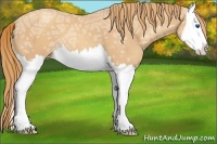 Horse Color:Gold Champagne Ice Splash 