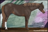 Horse Color:Liver Chestnut 