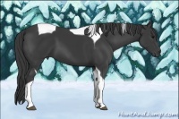 Horse Color:Smoky Black Tobiano 
