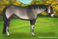 Horse Color:Blue Onyx