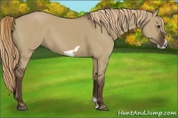 Horse Color:Liver Red Dun Frame 