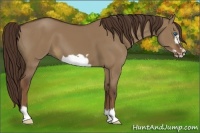 Horse Color:Liver Red Dun Frame 