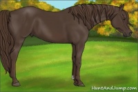 Horse Color:Liver Chestnut Frame 