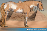 Horse Color:Liver Red Dun Onyx Mushroom Splash Frame Brindle