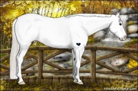 Horse Color:Silver Blue Roan Splash Varnish Rabicano