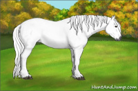 Horse Color:Gray Grullo 