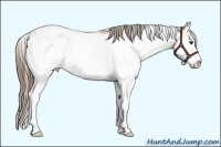 Horse Color:Liver Red Dun Sabino Appaloosa 