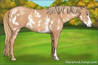 Horse Color:White Spotted Gold Champagne Frame 