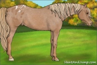 Horse Color:Chestnut Appaloosa 