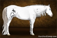 Horse Color:Smoky Black Sabino Splash Tobiano Appaloosa 