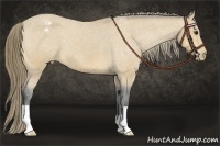 Horse Color:Buckskin Appaloosa 
