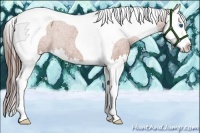 Horse Color:Bay Splash Tobiano Varnish Rabicano 