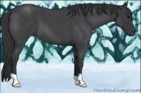 Horse Color:Blue Roan 