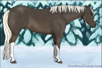 Horse Color:Liver Chestnut 