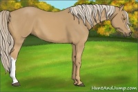 Horse Color:Palomino 