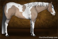 Horse Color:Bay Roan Dun Splash Tobiano 